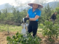 Chiều ngày 14/03/2023, Chi bộ Trường Mầm non Tân Quang cùng Chi bộ Quân sự xã đã tham gia buổi lao động hỗ trợ cải tạo vườn tạp tại vườn nhà bà Chè Thị Vần ở thôn Mỹ Tân (là gia đình được Đảng ủy xã giao cho Chi bộ trường Mầm non Tân Quang và Chi bộ Quân sự xã phụ trách giúp đỡ).